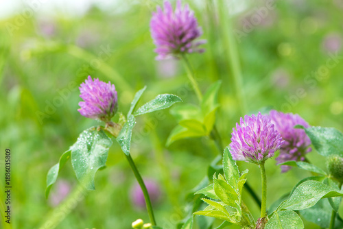 Red Clover, Trifolium pratense, in a typical meadow environment. delicate flower, on a light green natural background, with drops after rain, morning dew, moisture on the petals. macro nature.