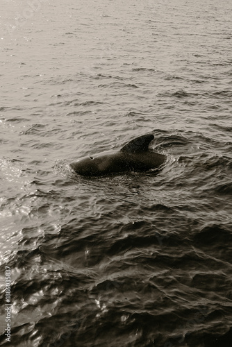 Animal marino