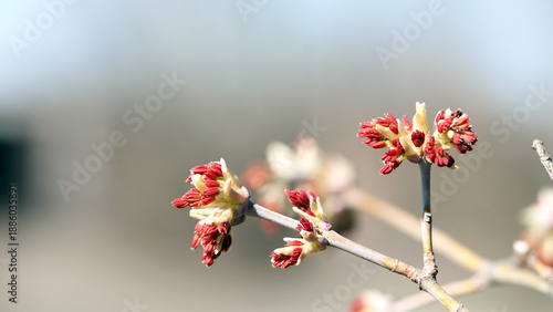 Young flowering branches of Acer palmatum in early spring. Nature awakens, comes to life. Spring tree blossoms, close-up. Macro photo of maple blossoms. The beauty of nature, natural background