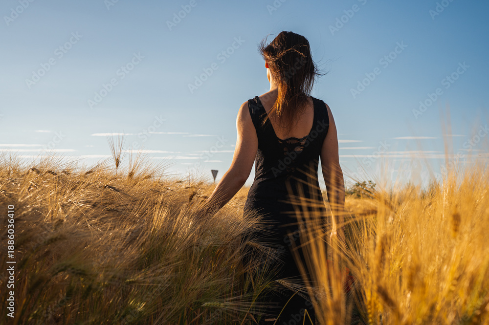 Obraz premium Back view of a young woman in a black dress walking through a golden barley field at sunset. Serene nature lifestyle, freedom, and peaceful countryside mood