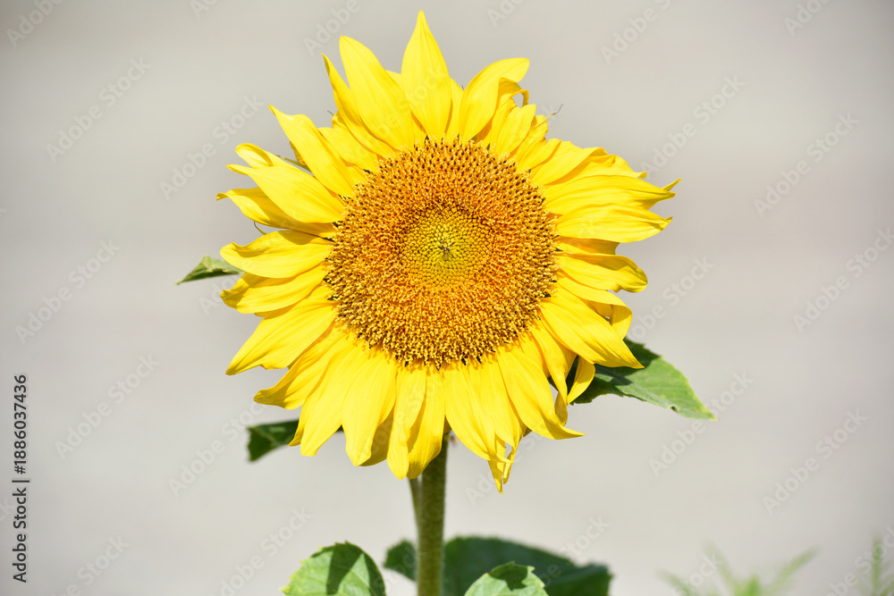 Obraz premium sunflower. Yellow sunflowers, good harvest, bright sunny flower. farming, vegetable garden, field, growing seeds for oil. health benefits, Sunflower oil improves skin health, promote cell regeneration