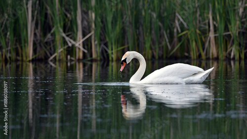 Bilde på lerret White mute swan with opened wings in the water on a sunny day