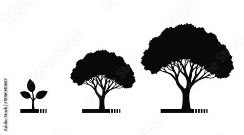 Growth of trees from seedling to maturity presented as a silhouette