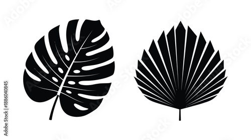 Tropical leaves in black and white a striking botanical silhouette