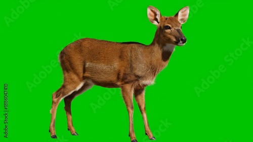 A Beautiful Brown Deer Stands Still on a Green Screen Background.