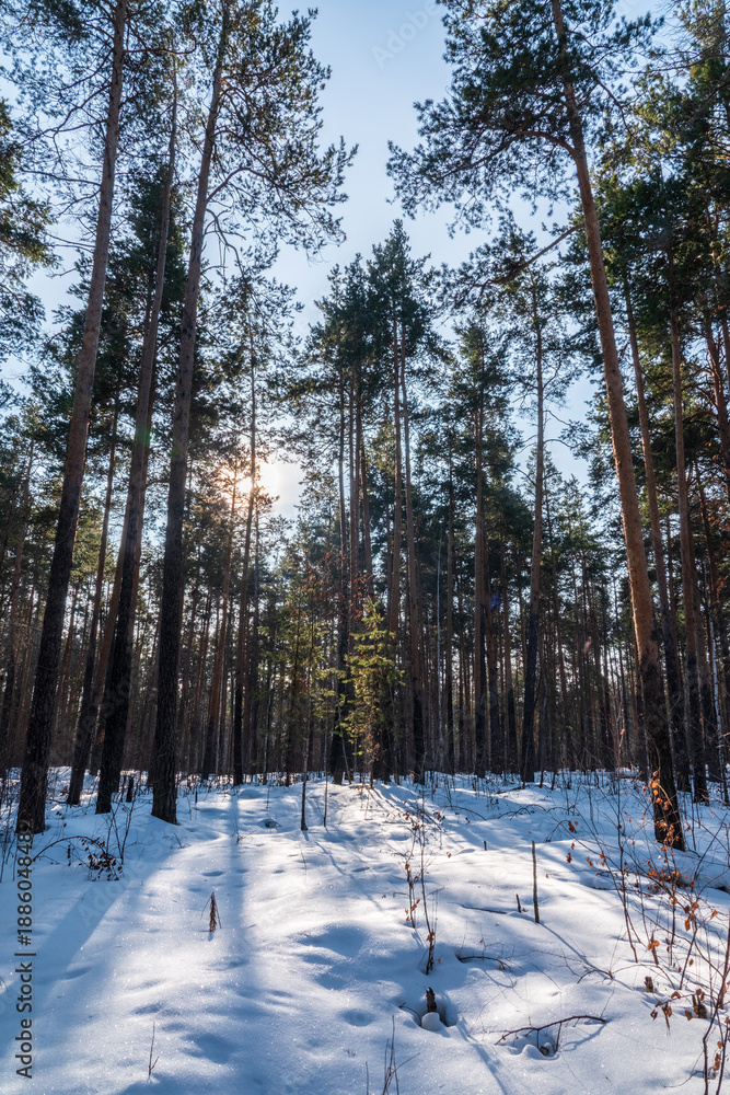 Fototapeta premium The Sun's rays pass through the trees in winter forest