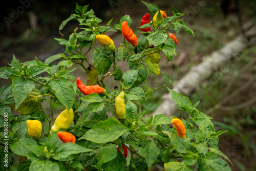 Fotografie Fresh organic bird's eye chili peppers growing on a lush green plant