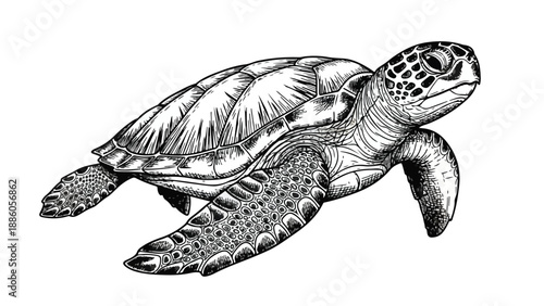 Sea turtle swimming underwater marine life sketch