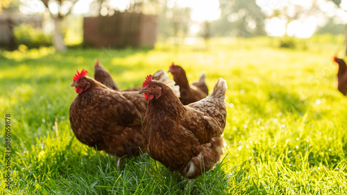 Φωτογραφία Flock of brown hens and roosters grazing on green grass field, walking on farm c
