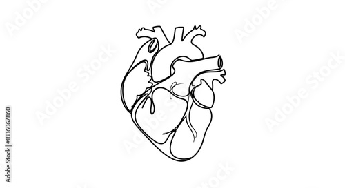 Human Heart Illustration.