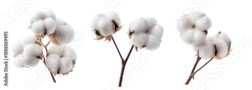 cotton flowers isolated on a white background