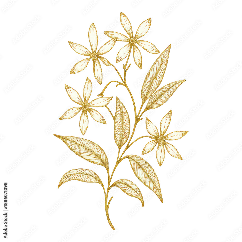 Fototapeta premium PNG Elegant gold floral illustration.