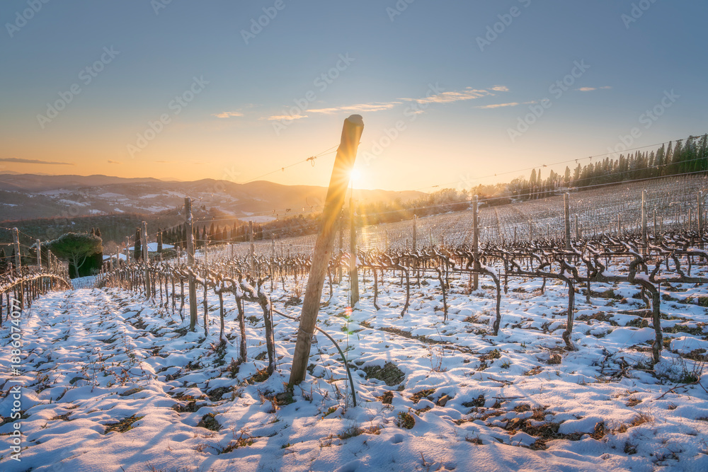 Fototapeta premium Snowy Vineyard at Sunset near Radda in Chianti, Tuscany, Italy