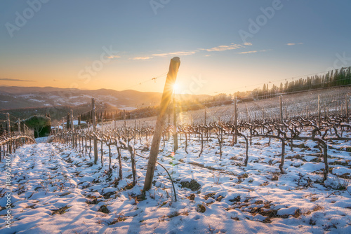 Snowy Vineyard at Sunset near Radda in Chianti, Tuscany, Italy