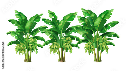Banana Trees Plantation Tropical Illustration