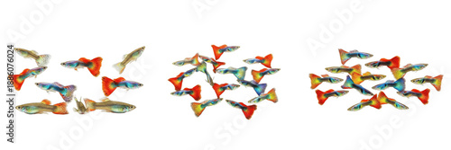 Canvas Print Large group of colorful guppy fish swimming on white background, isolated aquari