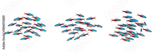 School of Neon Tetra fish isolated on white background, set of small Paracheirodon innesi freshwater aquarium fish groups