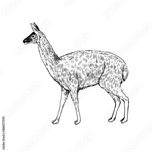 Sketch of llama. Hand-drawn black and white illustration.
