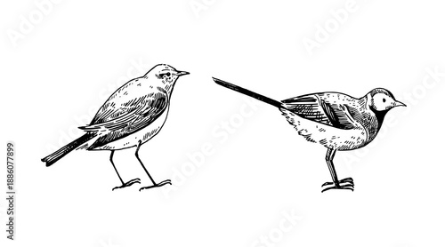 White wagtail, hand-drawn illustration in vintage engraving style. Black and white design elements.