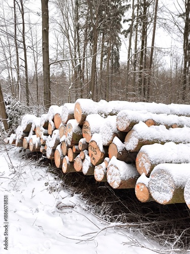 Logs of fallen trees in a winter forest during a snowfall.