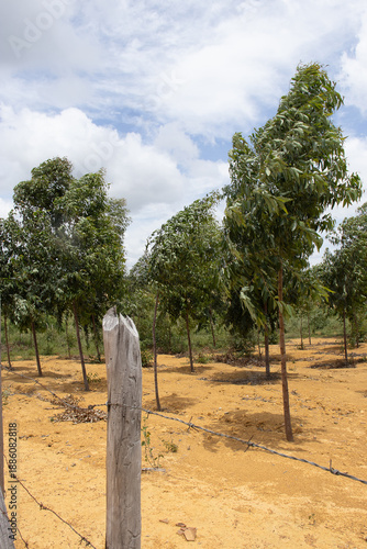 Wallpaper Mural huge plantation of eucaliptys in sunny day Torontodigital.ca