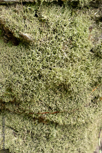 Wallpaper Mural beautiful natural texture in shades of green Torontodigital.ca