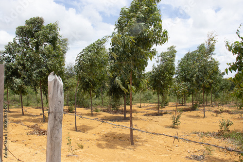 Wallpaper Mural huge plantation of eucaliptys in sunny day Torontodigital.ca
