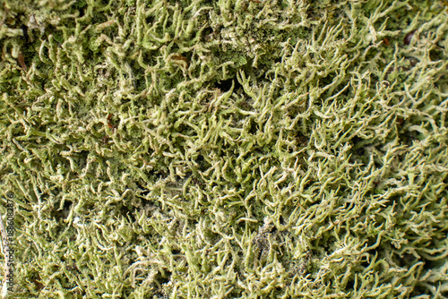 Wallpaper Mural beautiful natural texture in shades of green Torontodigital.ca