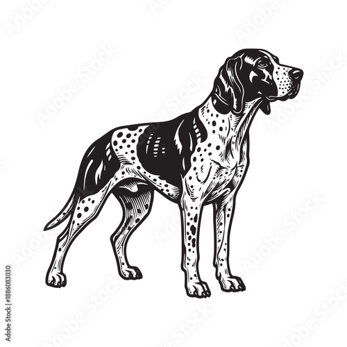 English Setter Dog Standing Illustration - Vintage Style