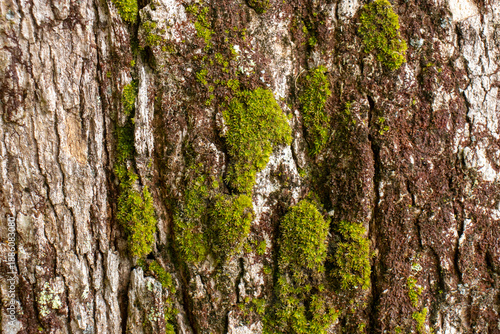 Wallpaper Mural beautiful natural texture in shades of green Torontodigital.ca
