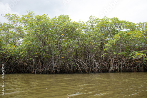 Wallpaper Mural incredible mangrove landscape on a cloudy day Torontodigital.ca