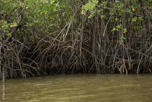 Wallpaper Mural incredible mangrove landscape on a cloudy day Torontodigital.ca