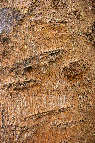 Wallpaper Mural beautiful natural texture in shades of beige Torontodigital.ca