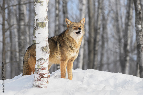 Coyote (Canis latrans) Stands Behind Birch Tree Raising Head to Start Howling Winter