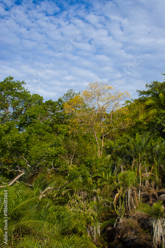 Wallpaper Mural beautiful yellow ipê tree in the tropical forest Torontodigital.ca
