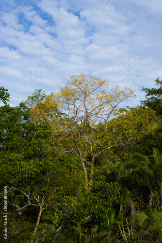 Wallpaper Mural beautiful yellow ipê tree in the tropical forest Torontodigital.ca
