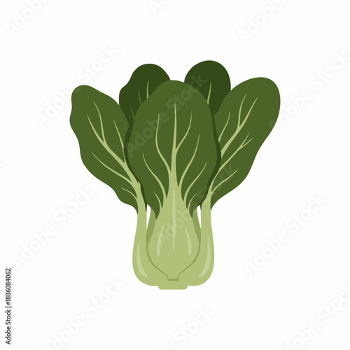 Fresh Green Bok Choy Vegetable Illustration Isolated on White Background