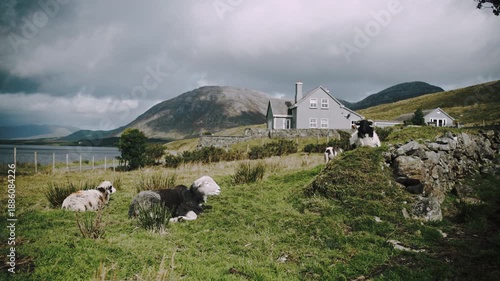 Sheep laying in a field with a beautiful landscape behind them. Ireland.
