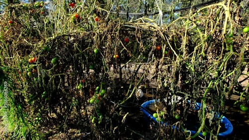 Many cherry tomatoes in various maturing state stills hanging from withering vines after first frost killed most plants. There is ducks and chickens enclosure adjacent to vegetable garden