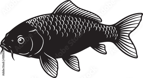 Koi Fish Silhouette on White Background
