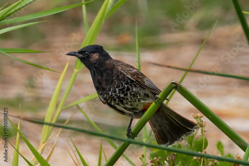 Red-vented Bulbul (Pycnonotus cafer) on Oahu, HI