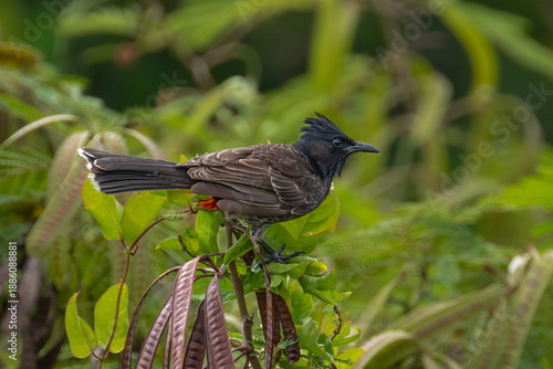 Red-vented Bulbul (Pycnonotus cafer) on Oahu, HI