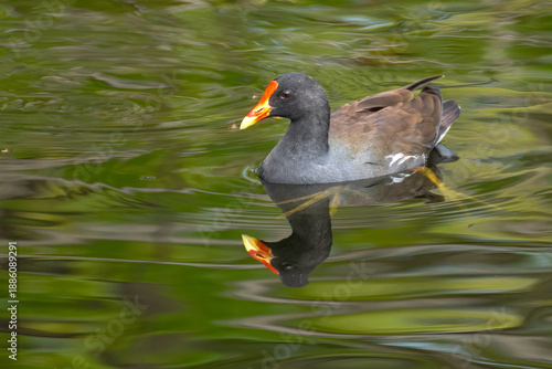 Hawaiian Gallinule (Gallinula galeata sandvicensis)