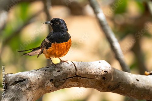 White-rumped Shama (Copsychus malabaricus) on Oahu, HI