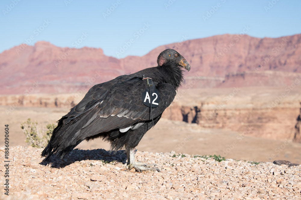 Fototapeta premium A juvenile California Condor, a critically endangered species, is being released into the wild near the Grand Canyon in Arizona.