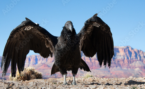A juvenile California Condor, a critically endangered species, is being released into the wild near the Grand Canyon  in Arizona.