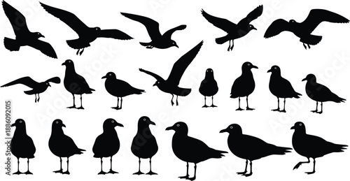 Set of black seagull silhouettes in various flying and standing poses, seabird vector icons isolated on white background for coastal design.