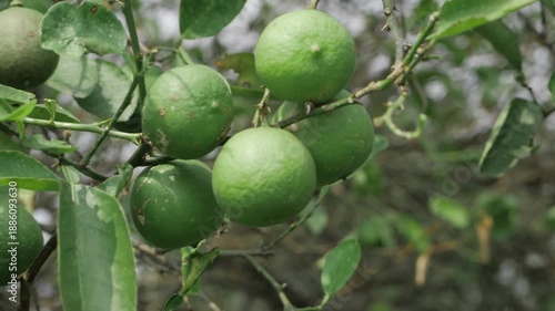 Wallpaper Mural Vibrant Citrus Harvest - A Visual Journey of Fresh Lemons on the Tree Torontodigital.ca