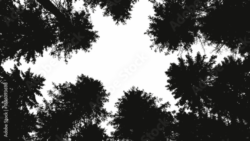 Looking up through the trees to the sky in a dark forest.