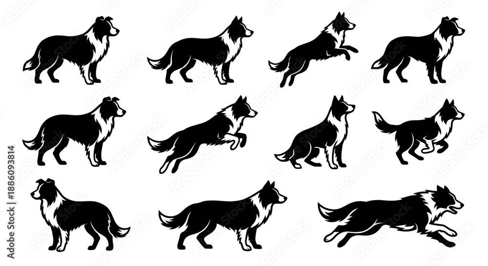Obraz premium Border collie dog silhouette vector set. Collection of black and white animal jumping, running, standing and walking. Breed symbol for logo or agility club design.